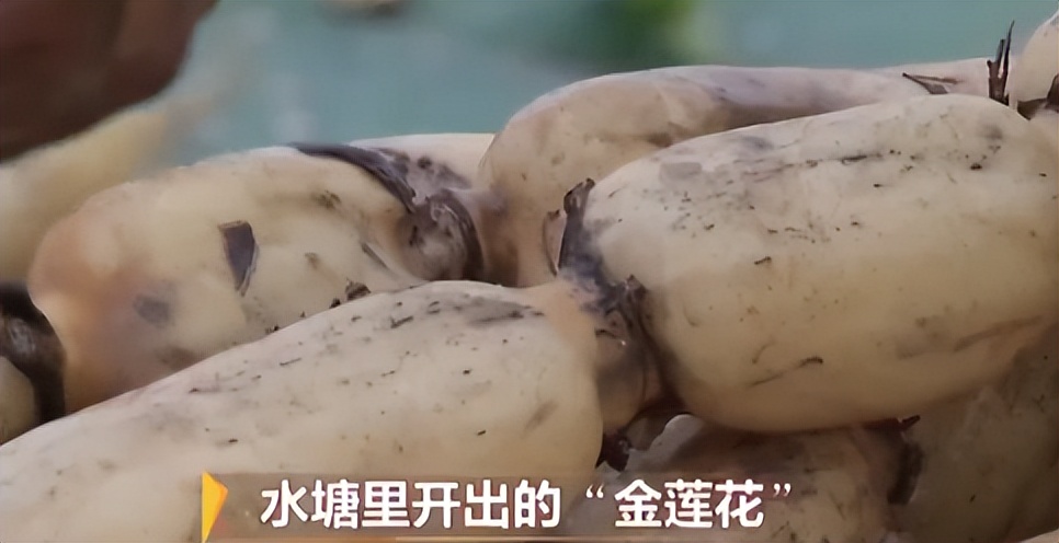 种莲藕能赚多少钱,90后种莲藕发家致富