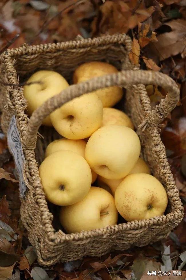 一斤卖16元，果农苦不堪言又趋之若鹜，维纳斯黄金苹果有啥吸引力