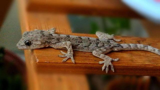 壁虎现实有那么毒么,人畜无害的壁虎为什么会列入五毒