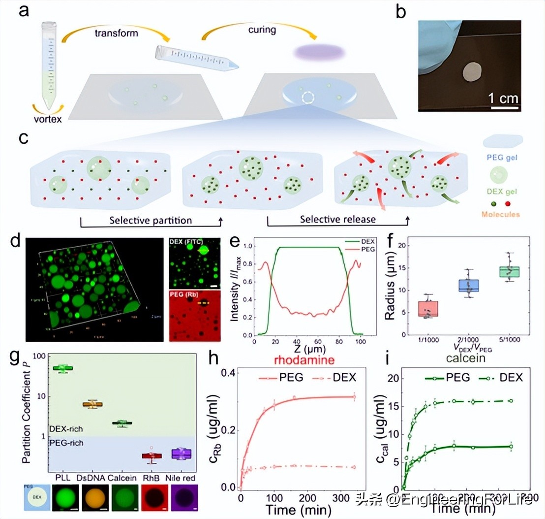 《Nat.Commun.》：高性能异质双水相凝胶！一步制备！