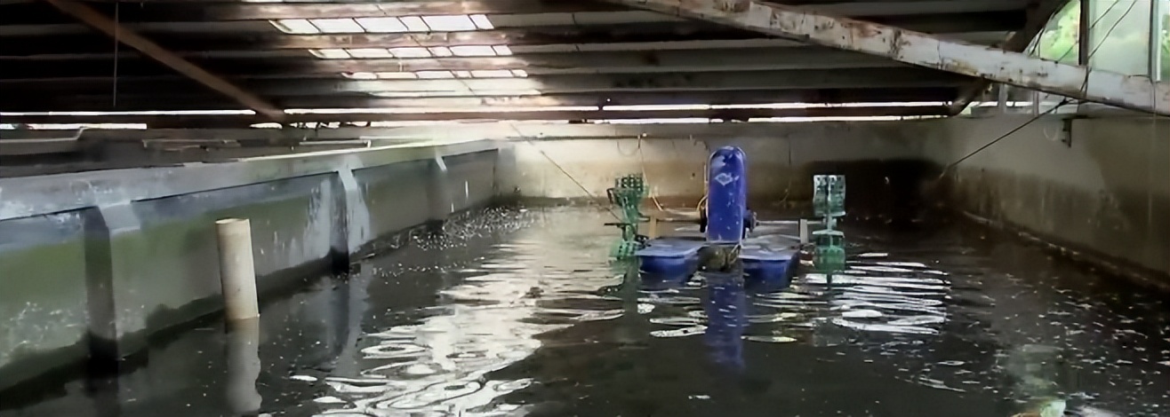 小伙养鱼一周赚100万,养鱼致富第二天目标赚十万