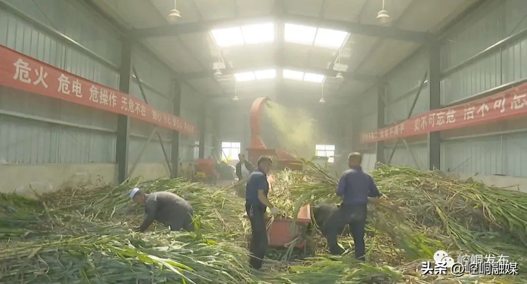 “我们这十年”丨崆峒：“畜”势勃发“牧”歌欢唱