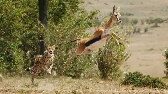 斑马也是马,斑马也是马为什么没人骑呢