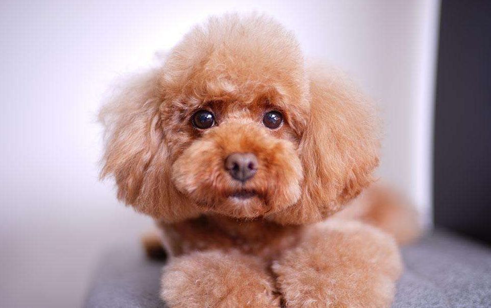 狗狗惧寒排行榜：最“怕冷”的6种狗，冬天就像它们的“地狱”