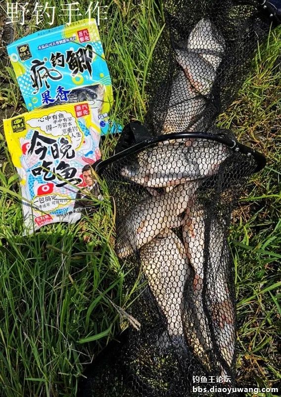 爽钓板鲫，今晚吃鱼