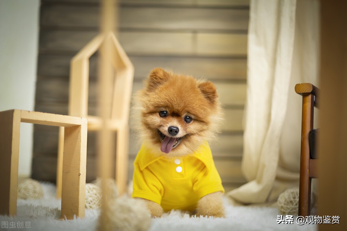 养小狗最好的狗是什么品种,长不大的小狗狗有哪些品种的