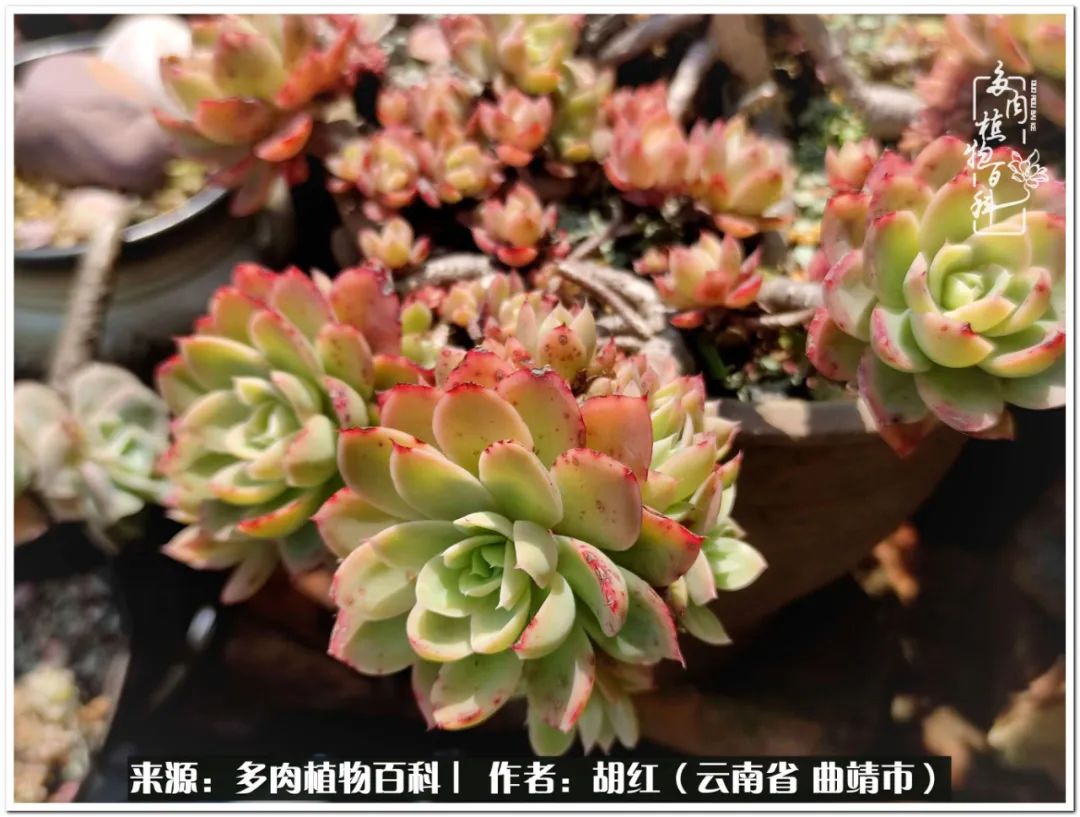 多肉植物里的糖,多肉生活的调味剂