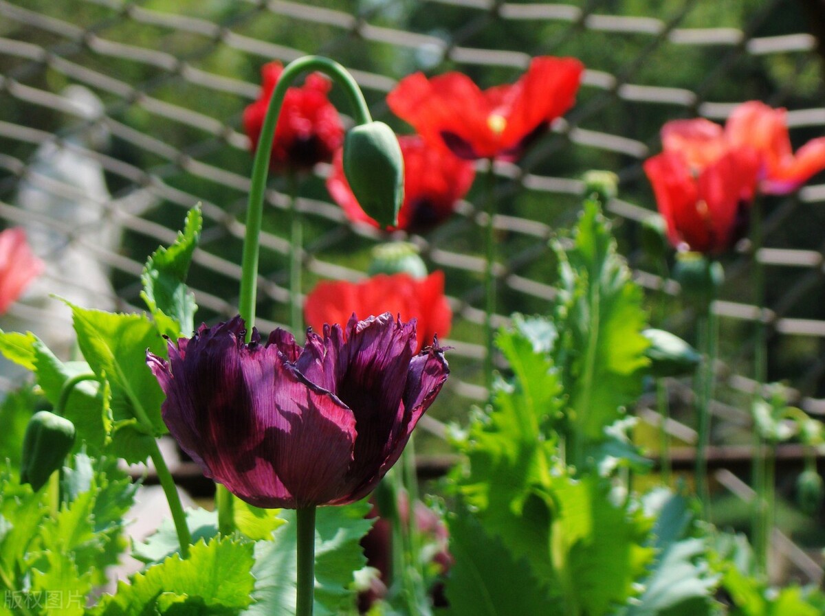 中药材近年来出口整体表现,中药材进出口现状