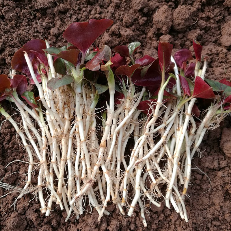 可以吃的野菜大全100种图解,教你认识100种野菜