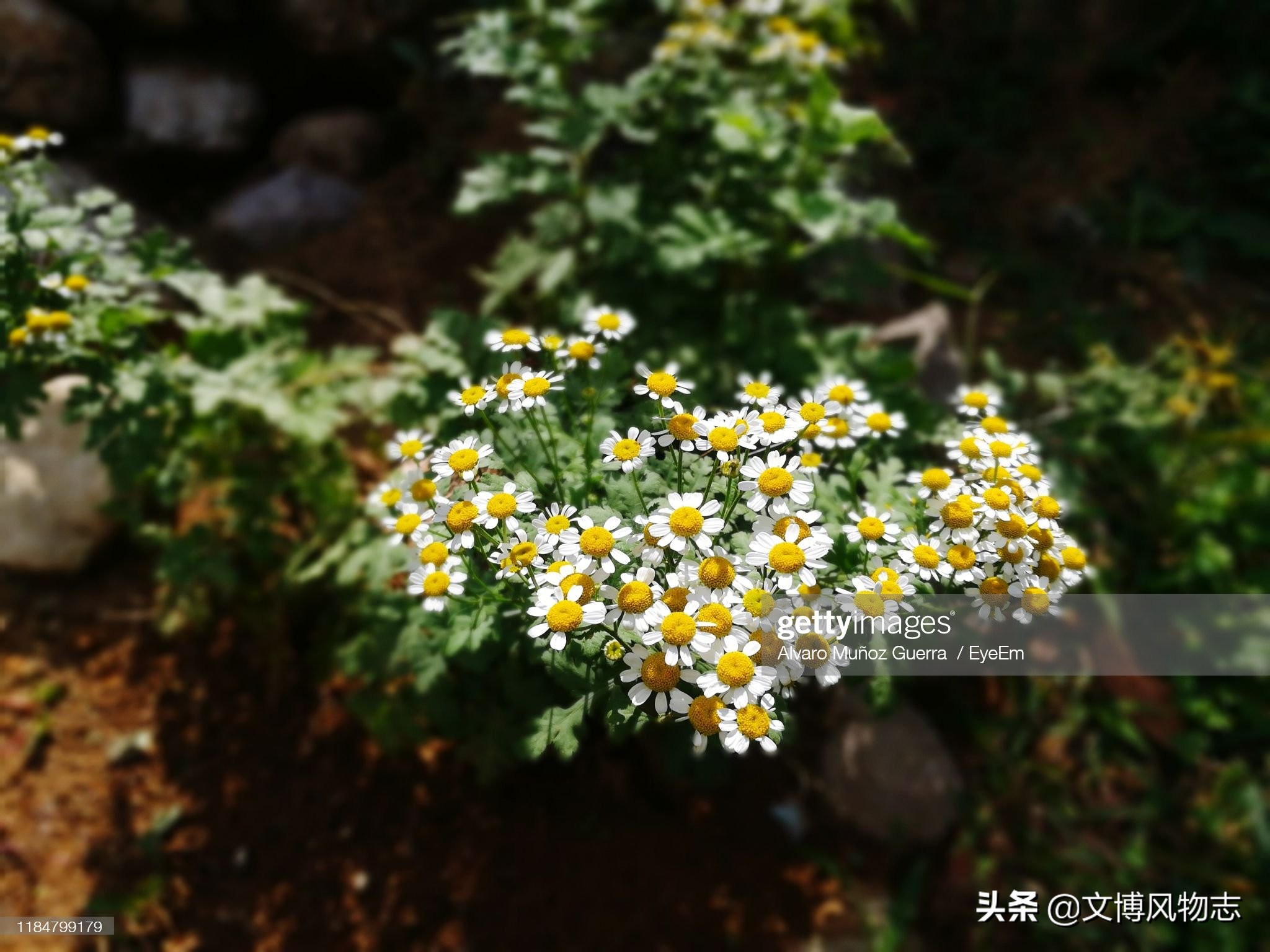 西班牙浪漫的美食之都,西班牙必吃十大美食