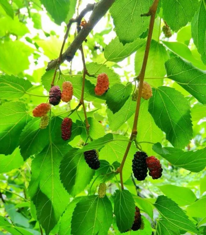 自制桑葚酒的做法,自制桑葚酒泡多久可以喝