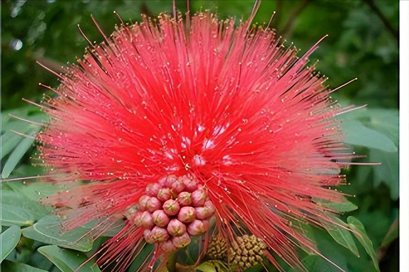 月经期流血块是排瘀血吗,月经量少有血块需要用中药调理吗