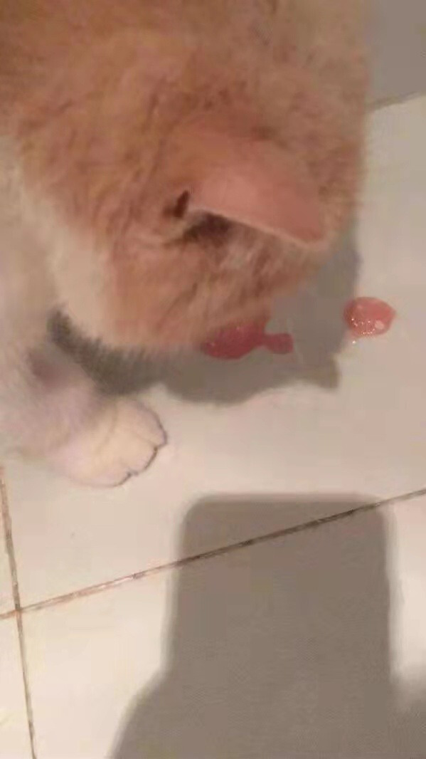 猫咪感染猫瘟吃什么药,猫瘟最初症状有淋巴肿大吗