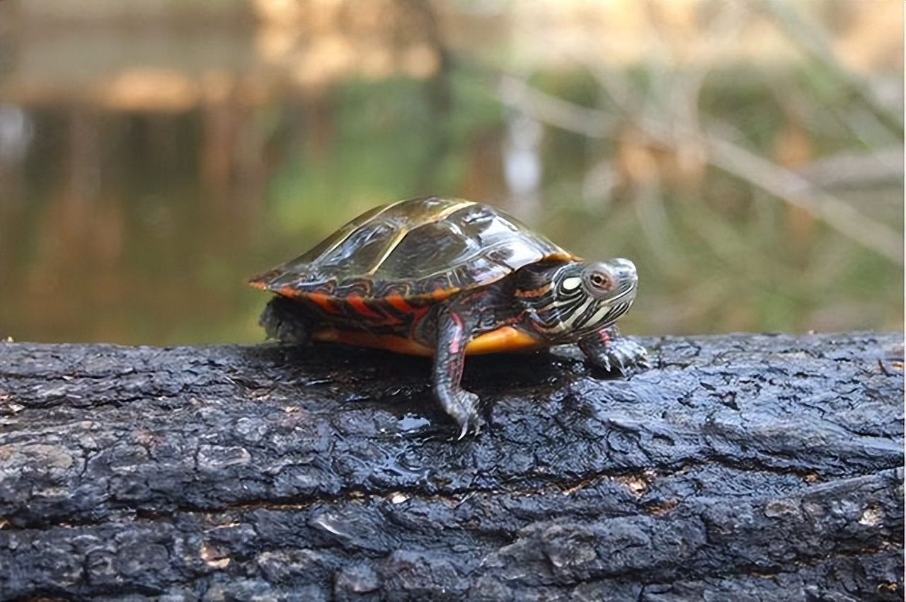 冬天养龟是浅水还是深水,斑点乌龟是深水龟还是浅水龟