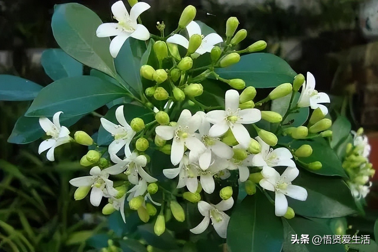 花香满屋植物,花香四溢的绿植