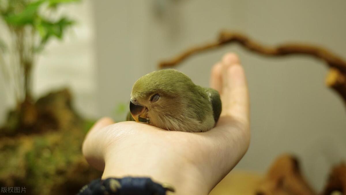 黄桃鹦鹉雏鸟积食怎么办,玄凤鹦鹉雏鸟容易积食