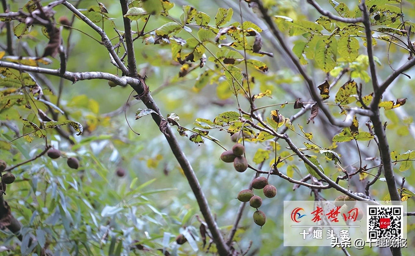 又香又甜的秋果,哪种秋果最好吃