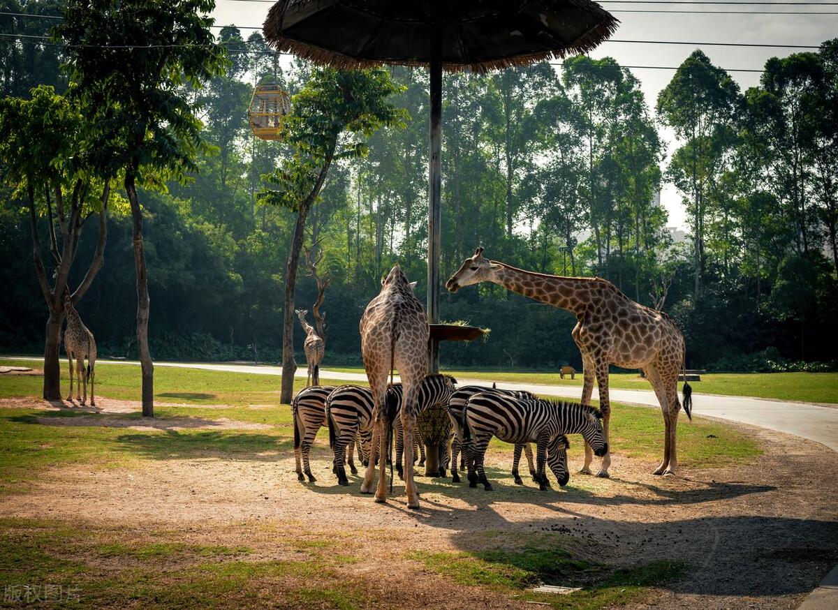 摆糖水地摊一晚能赚300吗,创业在街边卖糖水会赚钱吗