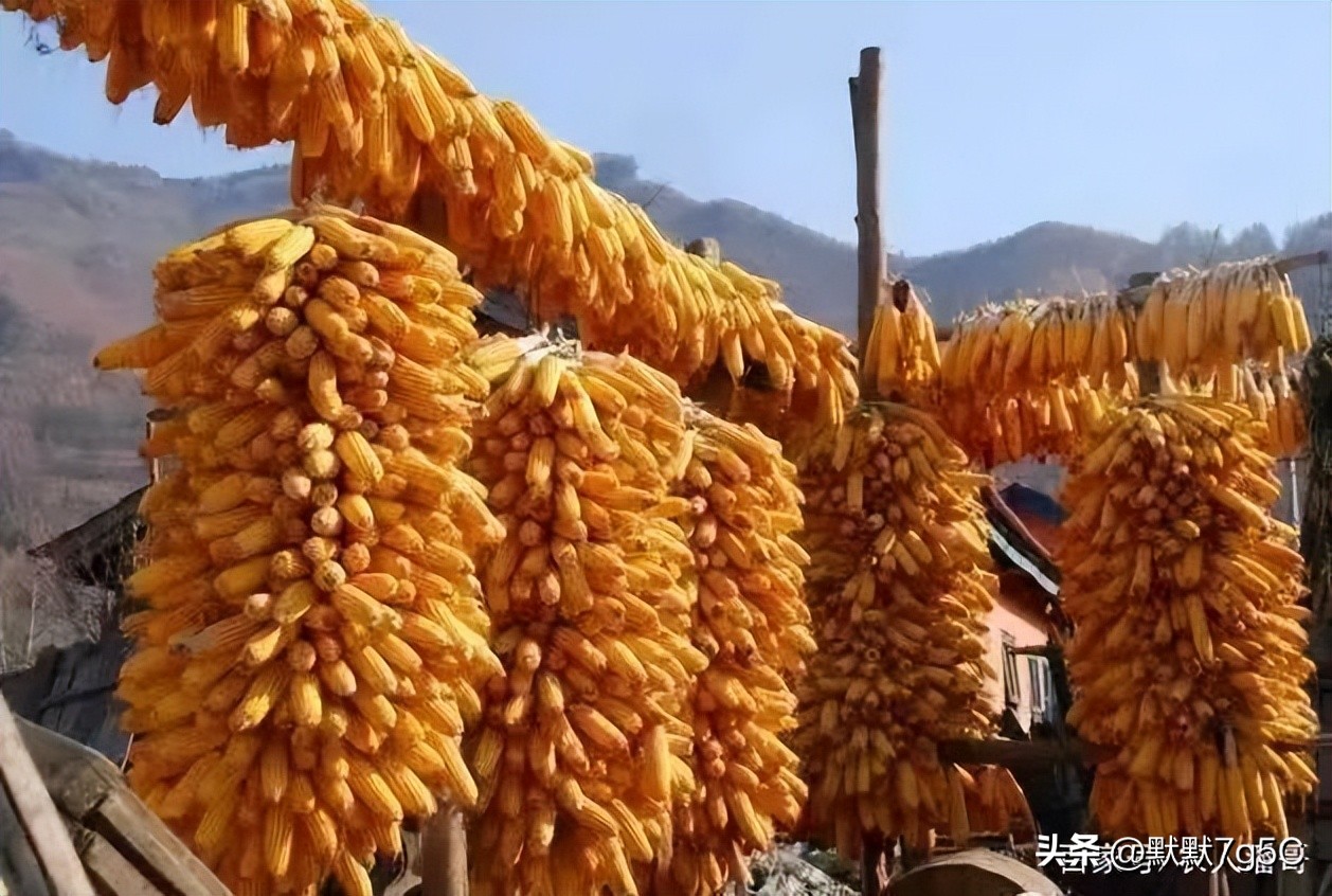 赤岩区七里公社金星小学(5)——“小心有人起贼心!”