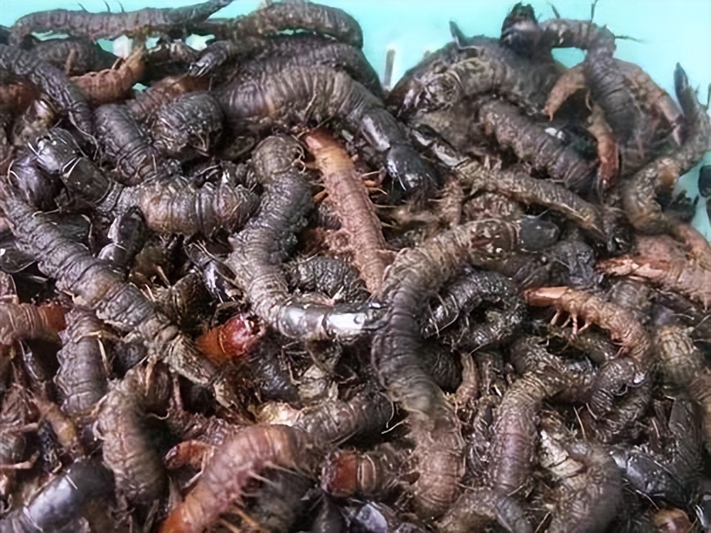 丛林探险美食大全,真正的丛林美食有哪些