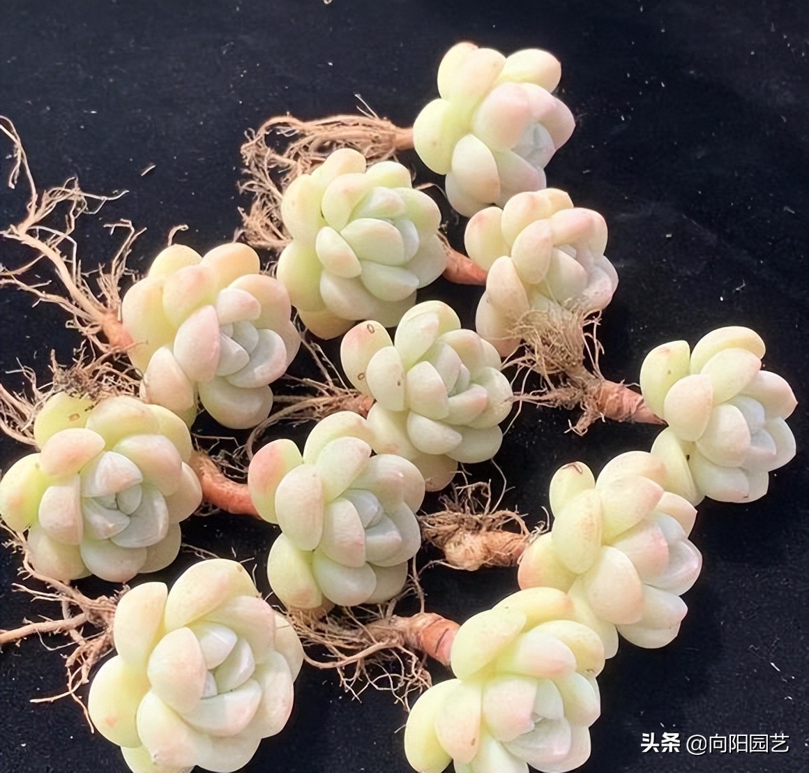 卖多肉有多暴利,多肉植物是暴利行业吗