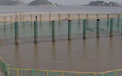 浙江人养南美对虾赚钱,浙江男人养甲鱼