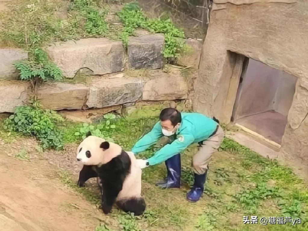 那些证明福宝是人的证据——毛皮大衣下是个小人精