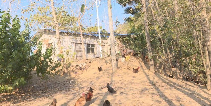 独守荒山17载，倔强姐与土鸡为伴