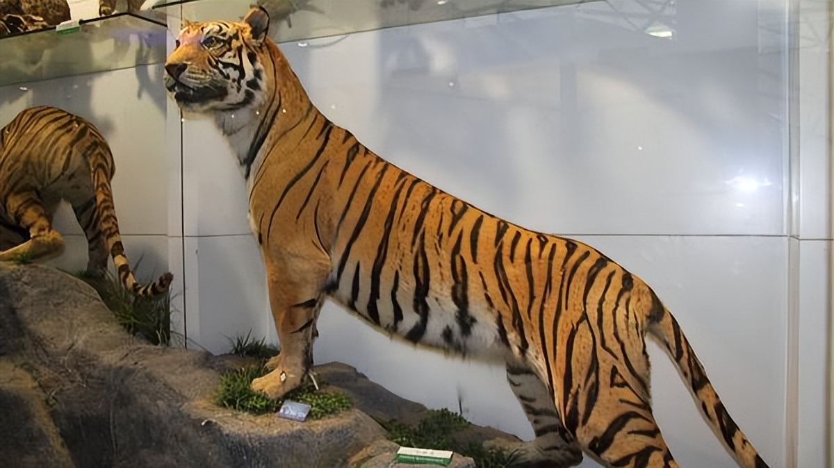 中国古动物博物馆预约公众号,古动物博物馆网上预约门票吗