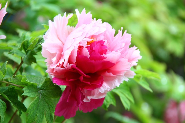 最美的国花牡丹,美丽壮观的国花牡丹