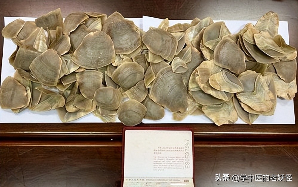 通经下乳之要药——穿山甲