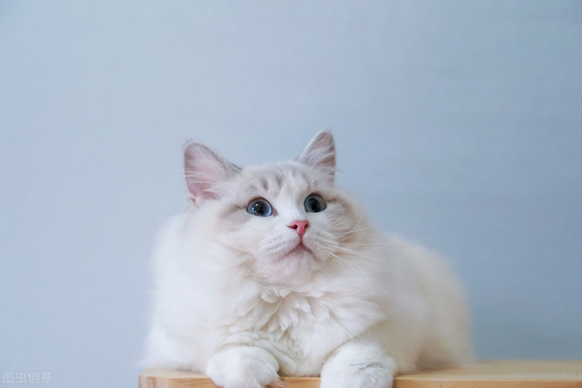 粗蛋白60%的猫粮圆柱形的猫粮,猫粮是不是粗蛋白含量越高越好呢