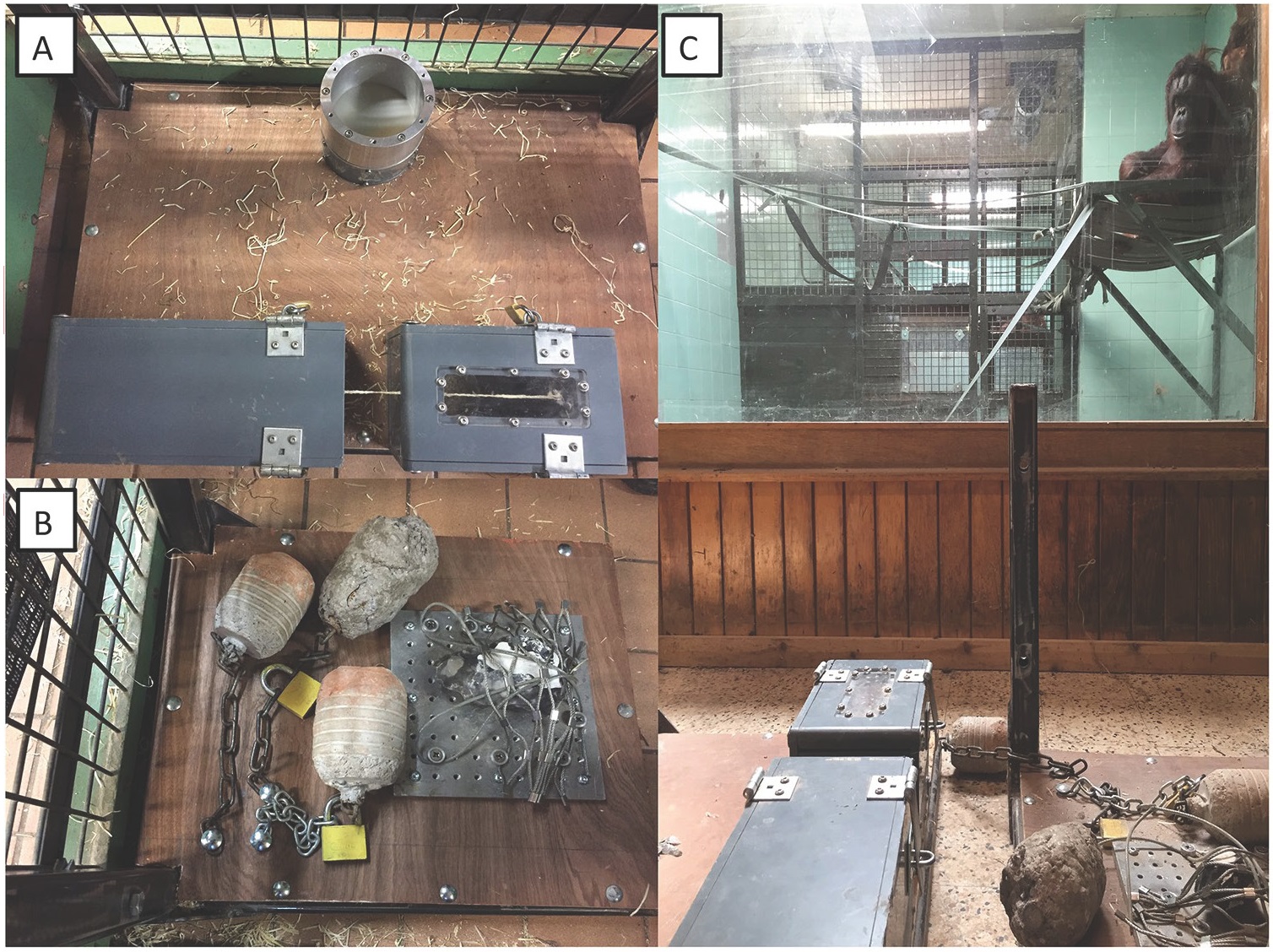 猩猩在进化吗,黑猩猩进化到石器时代