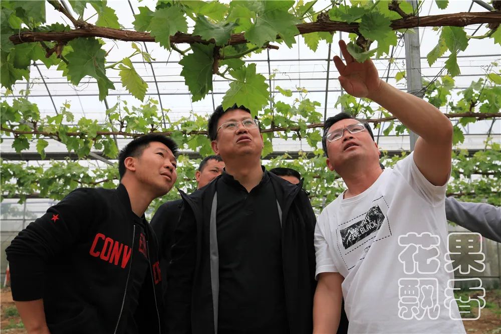 北方百果园种植种类,百果园水果品种介绍