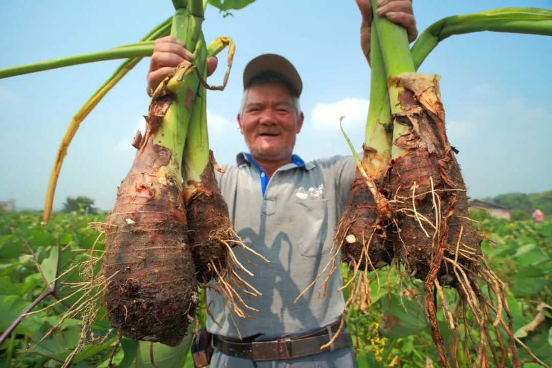 佛冈这十年：农业更强、农村更美、农民更富