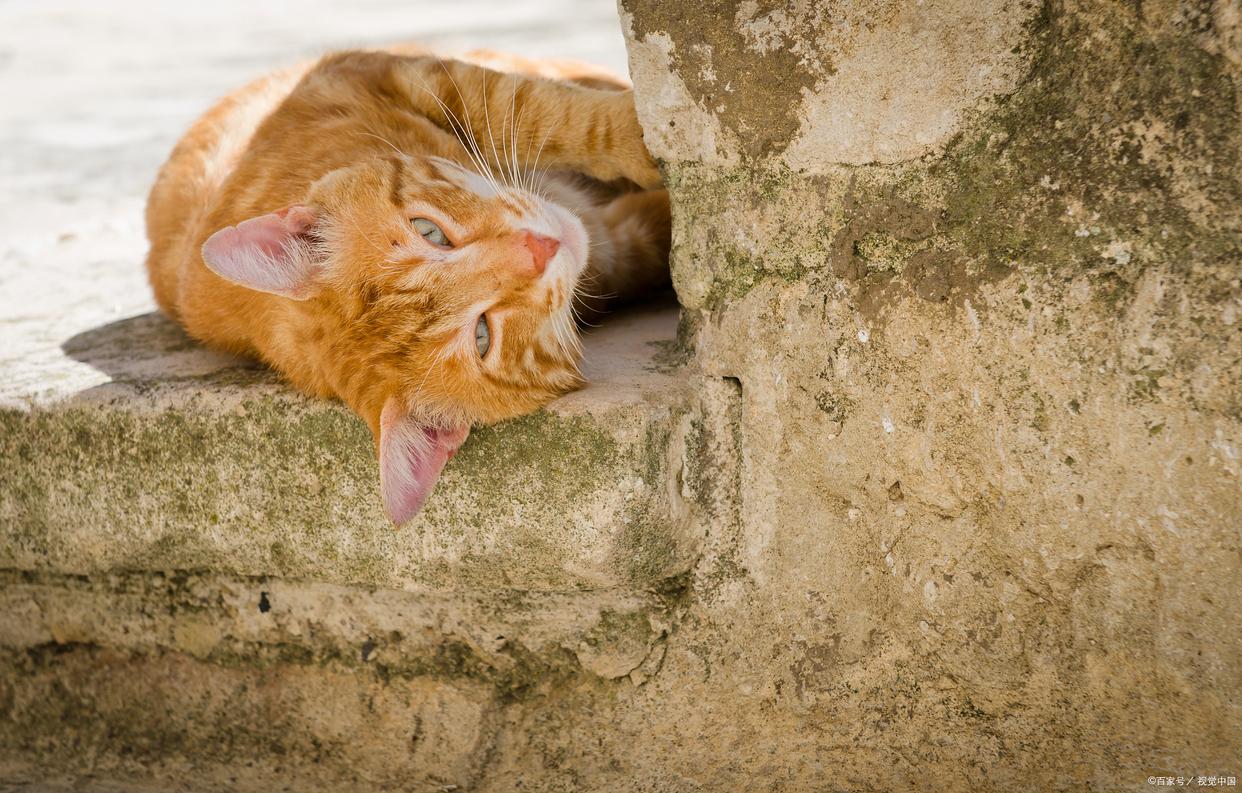 猫咪在床上拉屎怎么办,猫咪几天没拉大便是什么原因