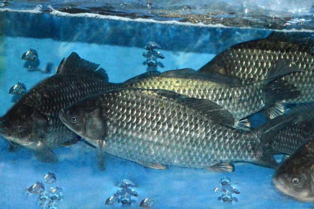 鱼类食材大全名称图片,鱼类菜谱大全100种