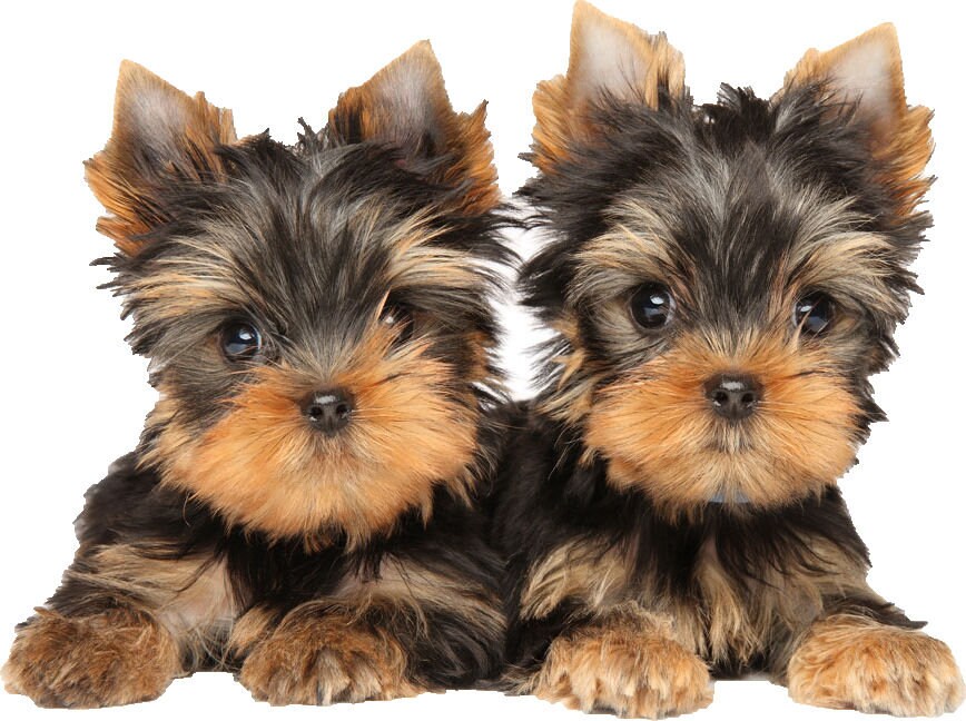 世界上体型最小的犬种排名,世界上最小的犬种是什么犬