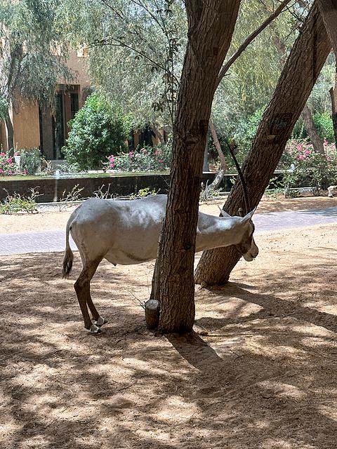 阿联酋丽思卡尔顿,阿联酋野奢帐篷