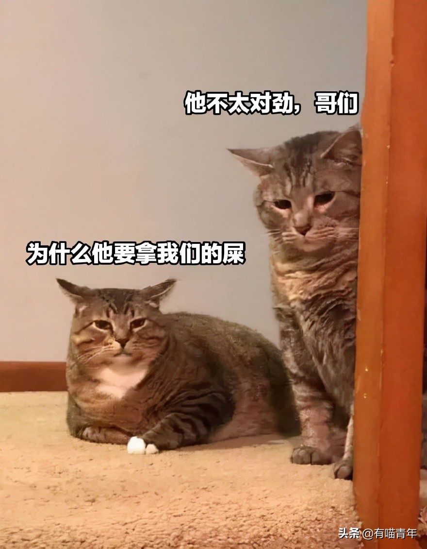 公鸡：他们在做啥午餐？猫：你老婆炖土豆