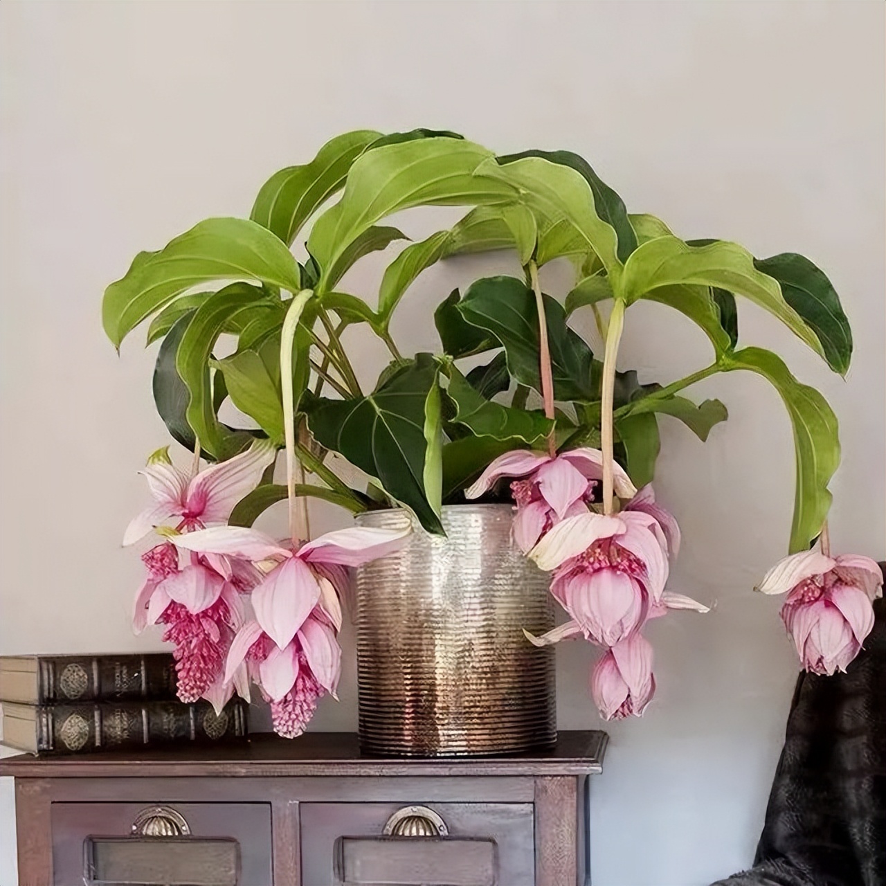 好养的贵族花,4种花便宜好养又漂亮