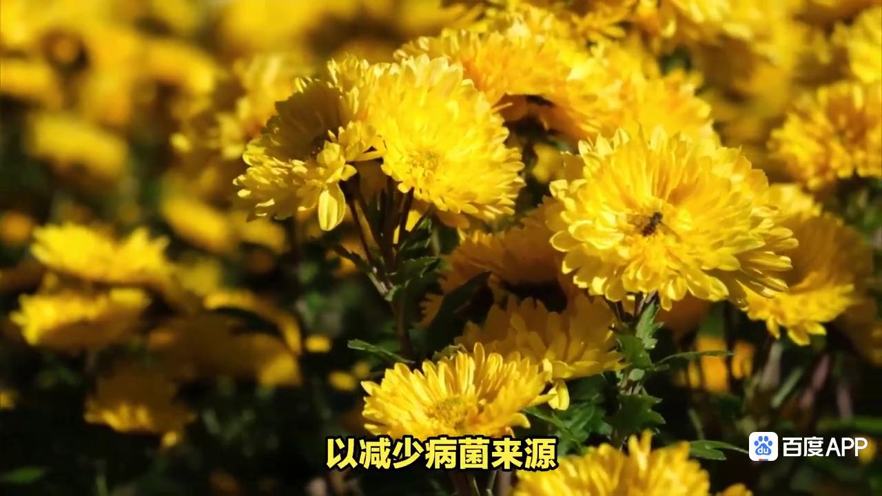 菊花叶片枯落咋回事？菊花叶片枯落的防治措施
