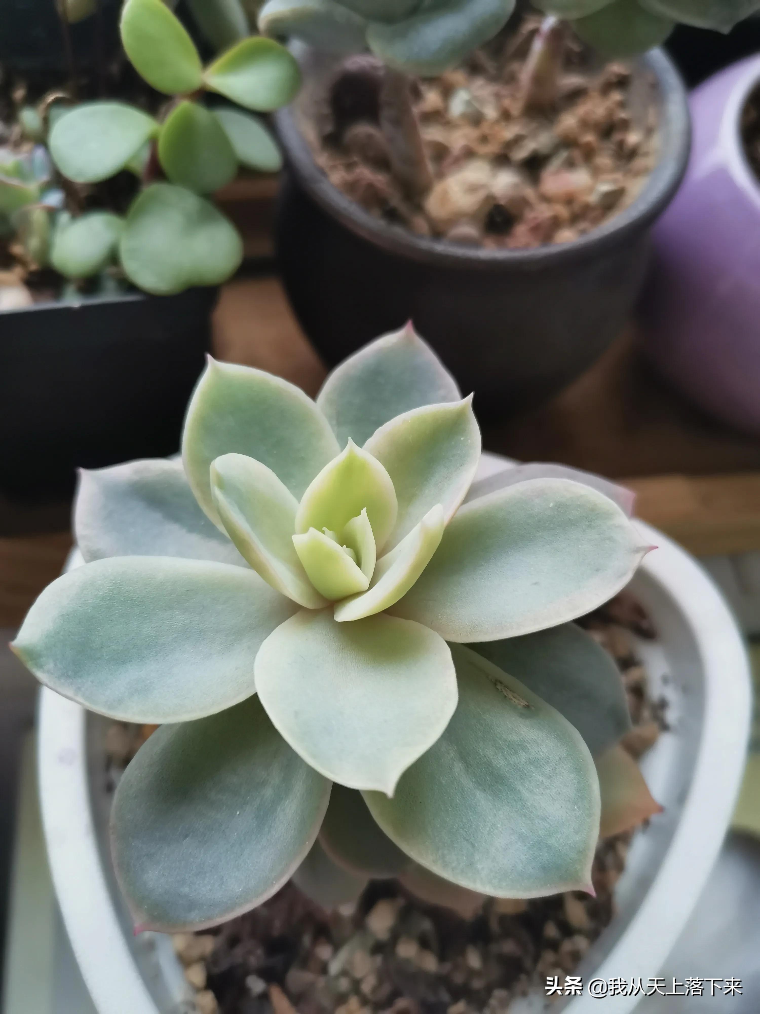 多肉品种及图片大全欣赏,多肉品种辨别图片大全欣赏