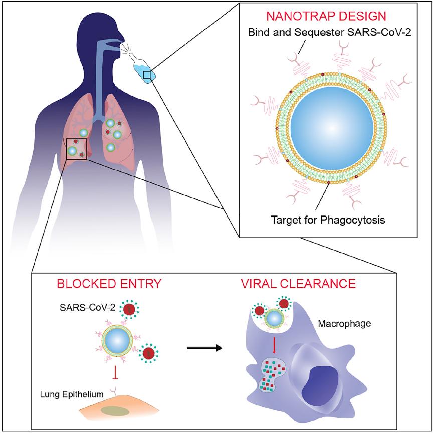 3i晶格光片显微镜助力新冠治疗纳米药物开发