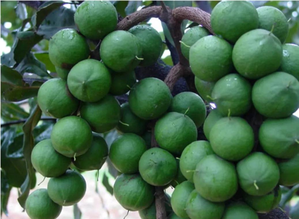 夏威夷果为什么吃着有奶香味,夏威夷果是澳大利亚的吗