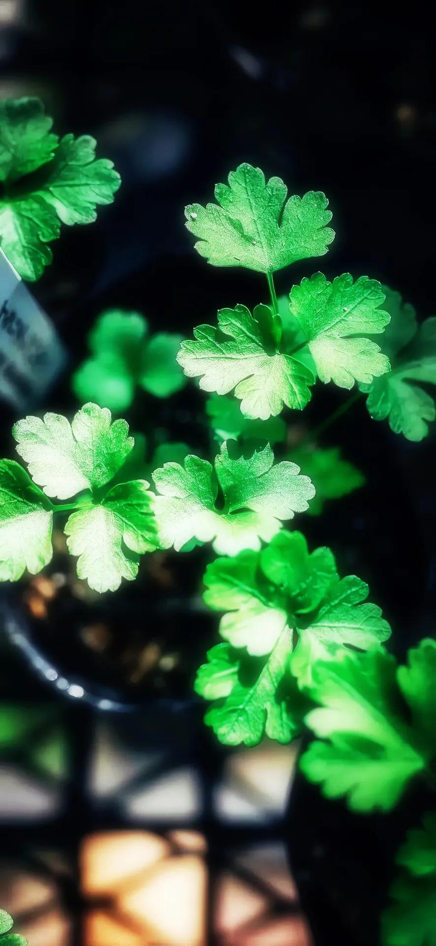 高清全面屏手机壁纸,米奇壁纸高清全面屏