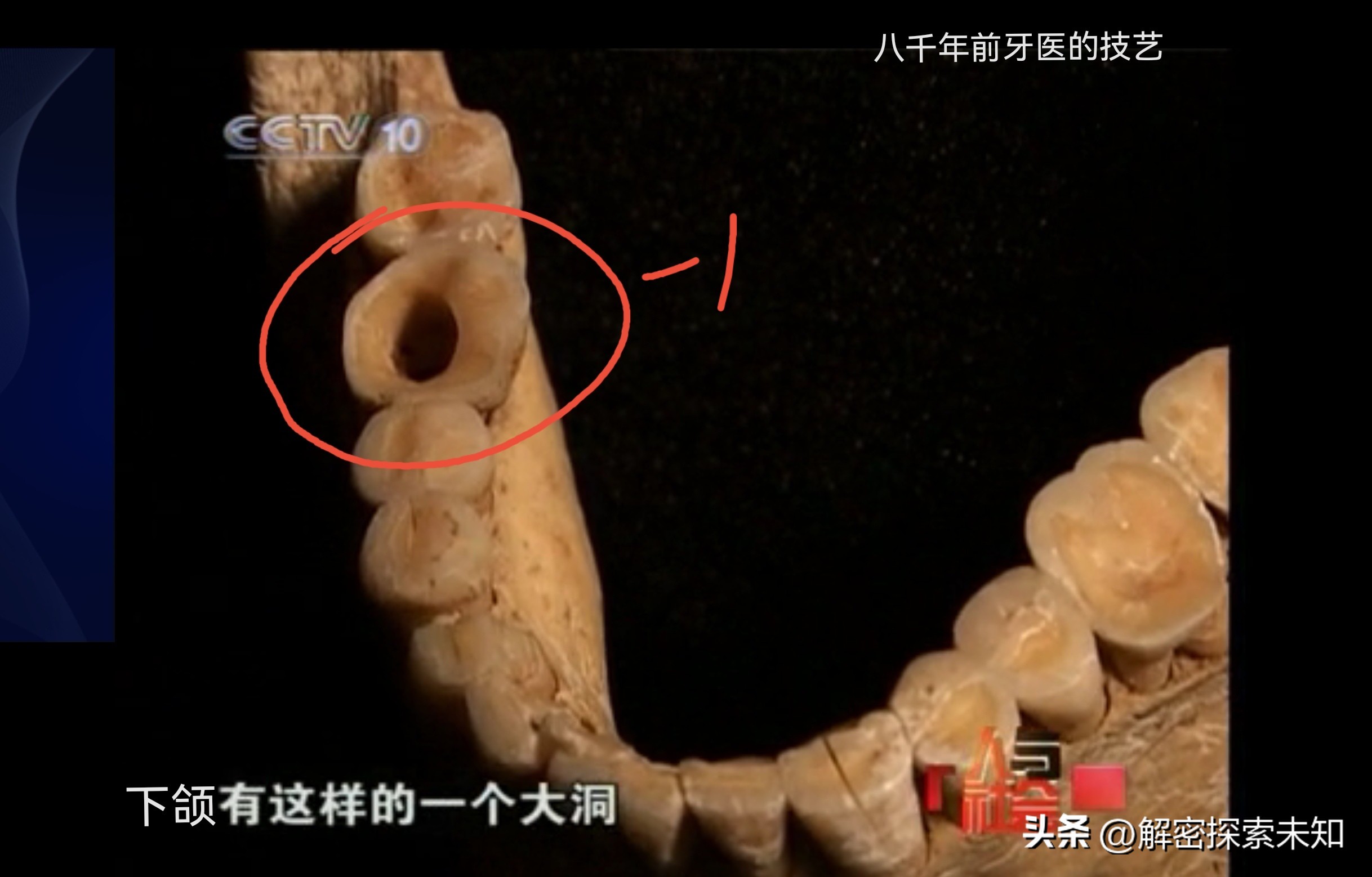 甲虫进化史讲解,甲虫进化史哪些虫真实存在