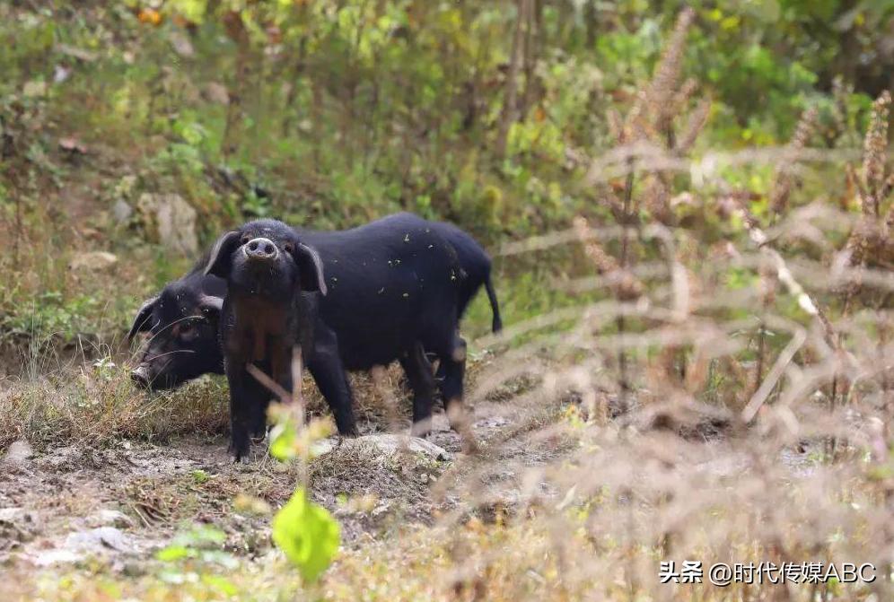 武都土特产有哪些,平武大山深处