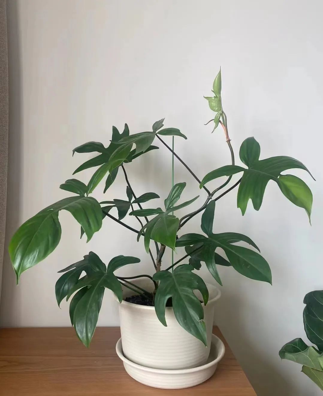 蔓绿绒品种图片大全,蔓绿绒品种图片图文