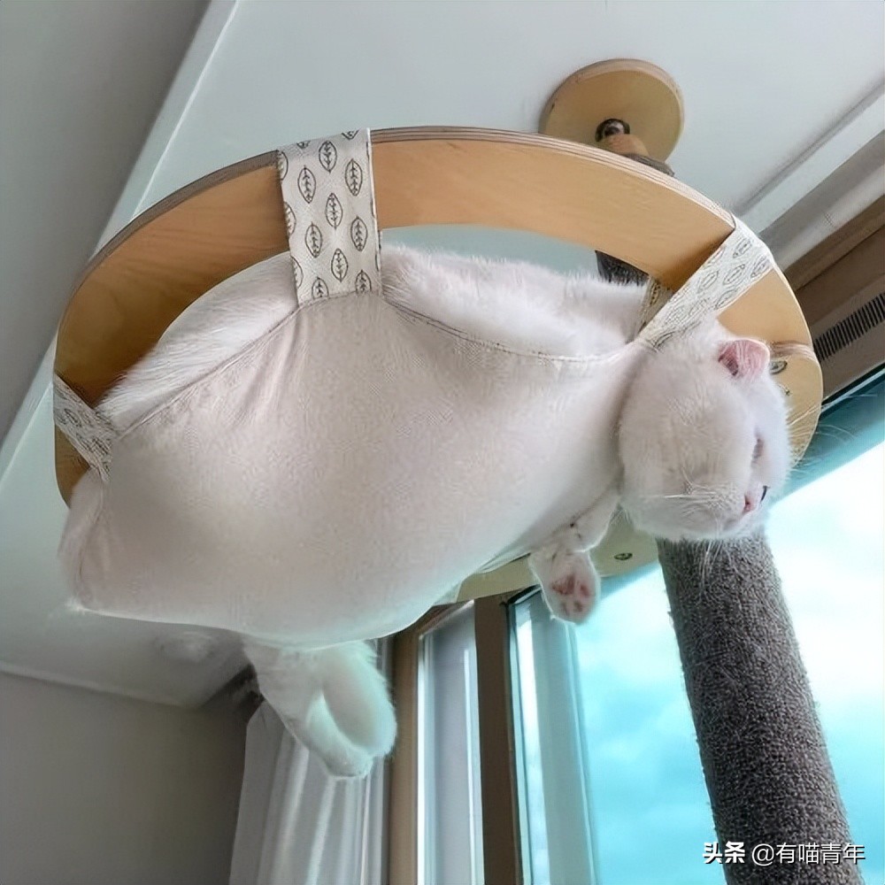 英短脱毛膏,英短脱毛吗